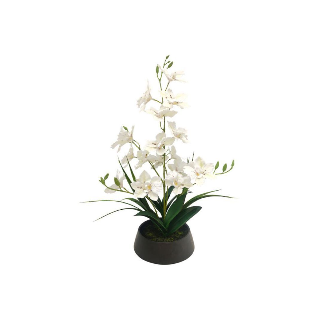 Dendrobium Nobile Orchid in Black Pot image 0